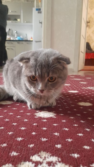 Продали мушук сотилади