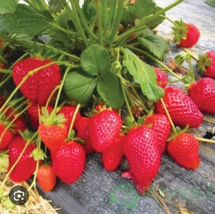 Саженцы клубника