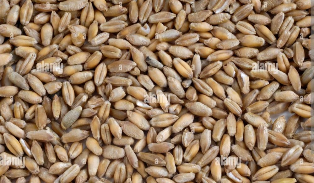 Vând 6 tone de triticale