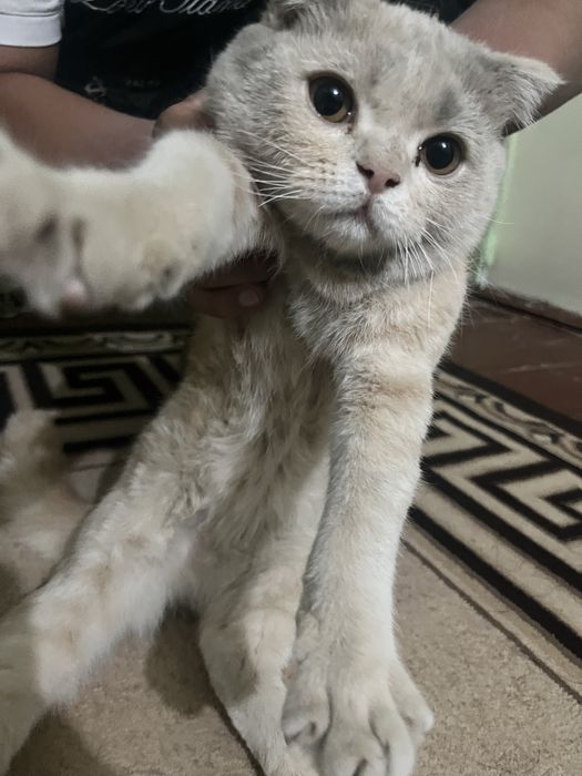 Mushug zor oyinqarogʻ