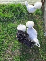 Vand gaini Motata olandeza