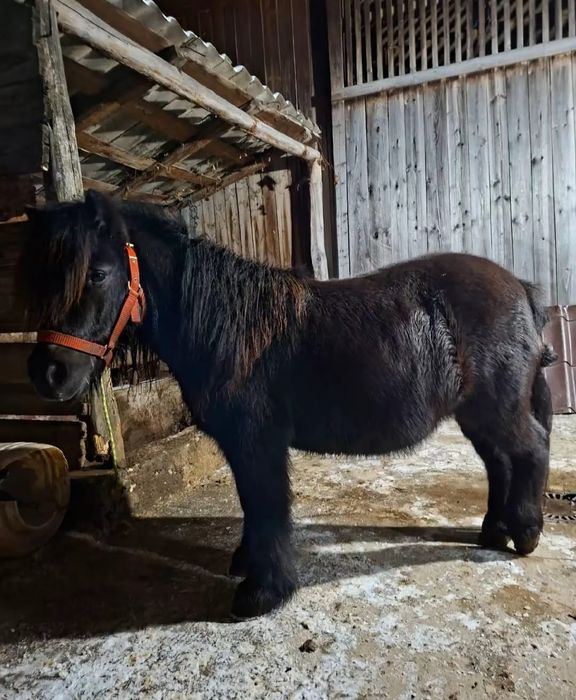 Vând poneita  gestantă