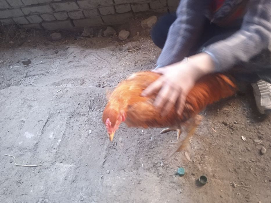 Kulangi xoʻrozlar sotiladi