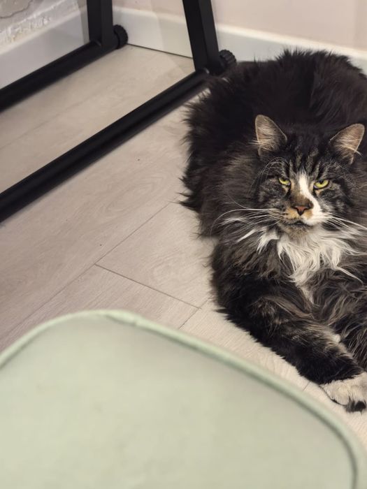 Потерялся кот мейн кун