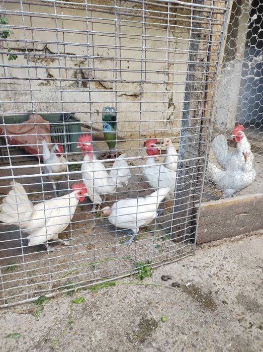 Vând cocosi talie mică