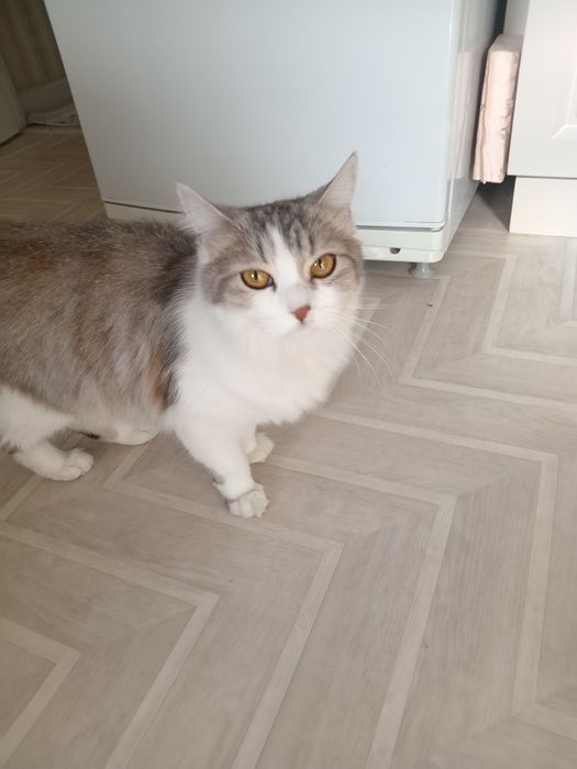 Продам кошку британка