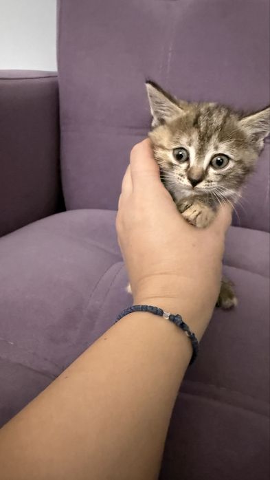 Отдам котят 1,5 месяца, мальчик и девочки