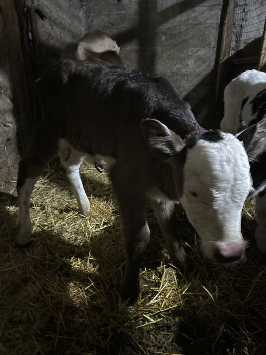 Продаются 3 телёчки