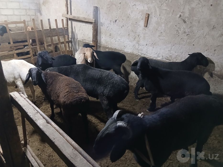 Кучкорлар хаммаси сотилади.  Соглом еб ичиши зур бокилган.