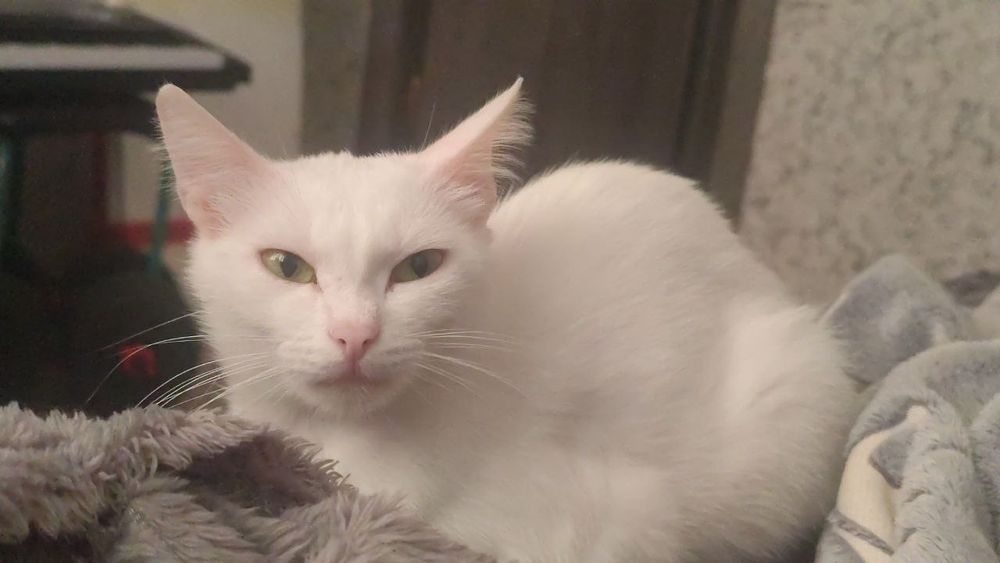 Пропала Кошка, Около 7 микрорайона