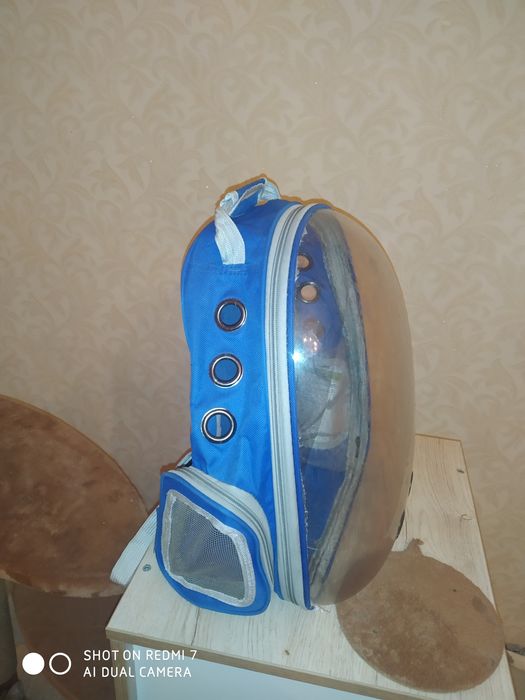 Britanskiy shinshilla sotiladi