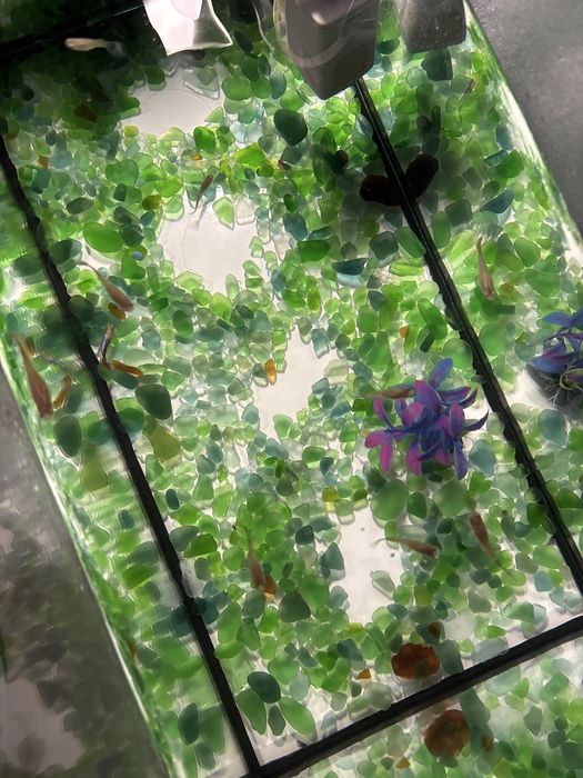 Продам аквариумные рыбки