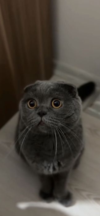 Birovning xotini bilan qora tanli