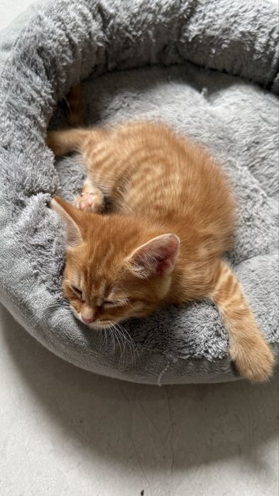 Котенок в добрые руки