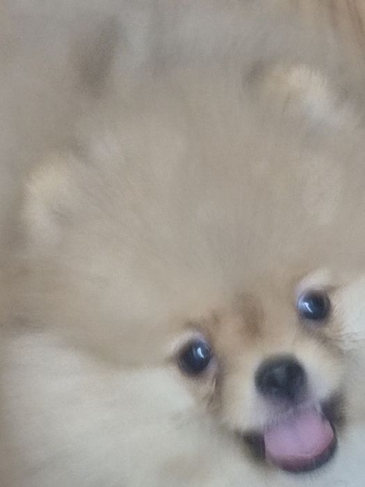 Продам шпица (мальчик)