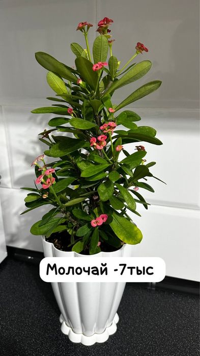 Молочай, Декабрист, Бегония