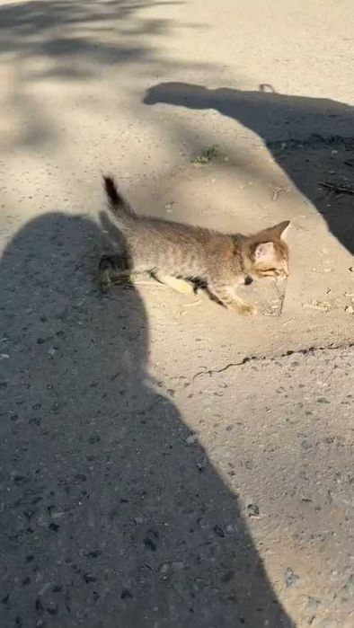 Подкинули котят! Нужен дом!