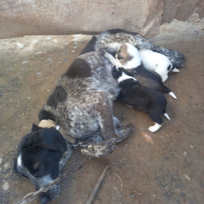 Ovchi kuchuk bollari sotiladi