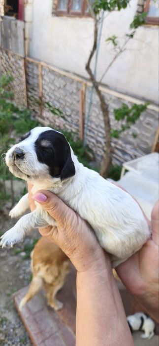 Отдам щенят даром