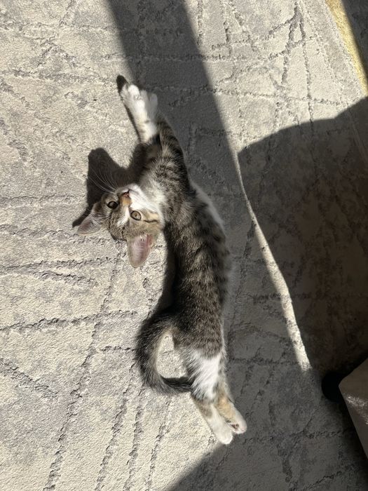 Котенок Руби.