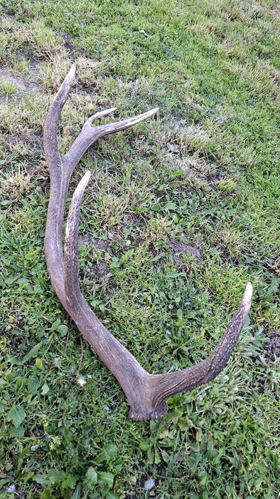 Еленски рог единичен