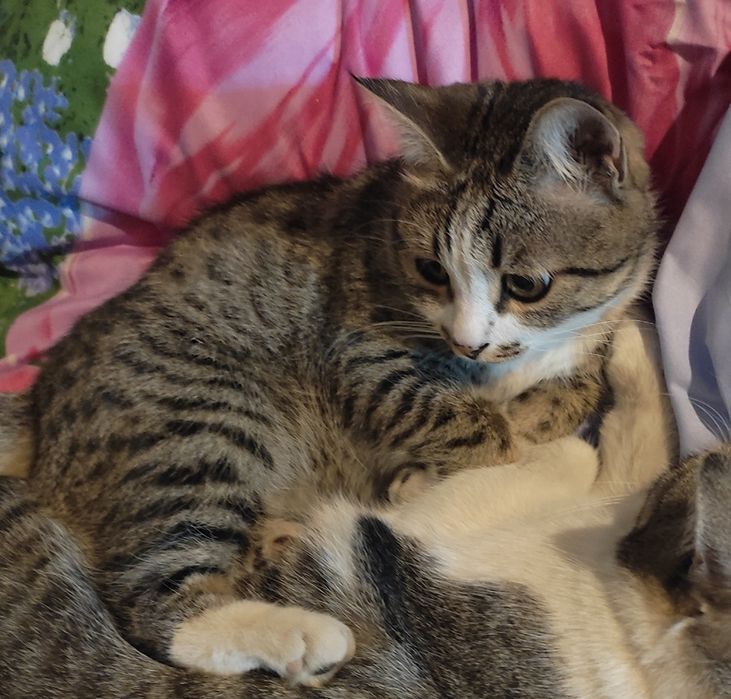 Потерялся котёнок