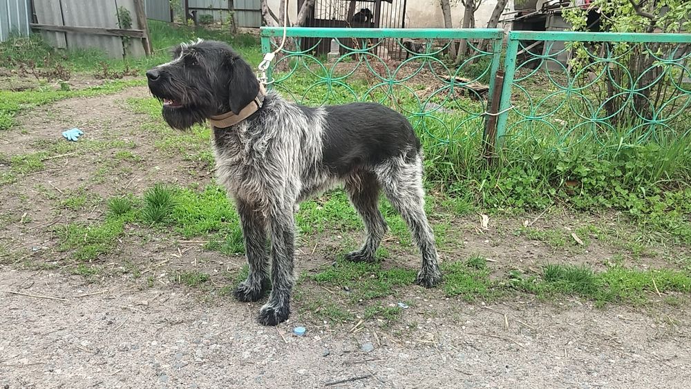 Продается годовалый кобель Дратхаара.