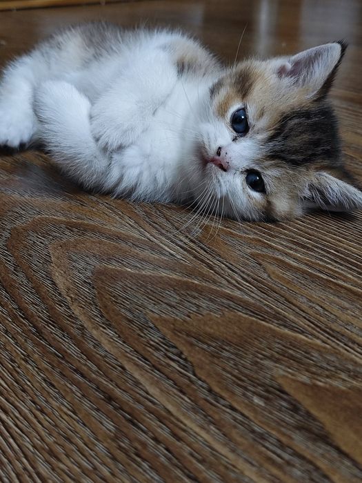 Продается котята шотланские скотиш страйд шиншила