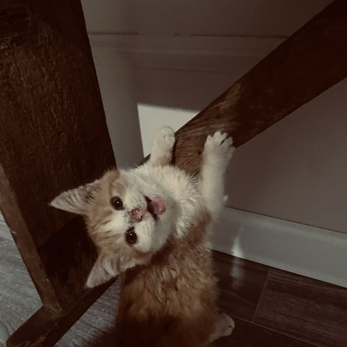 Отдам кошку в хорошый руки