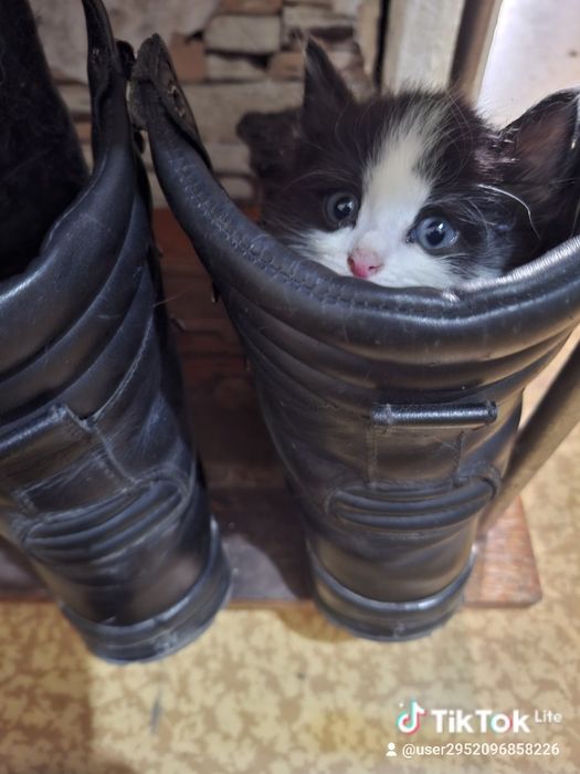 Котёнок в добрые руки