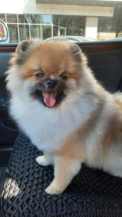 Вязка шпица померанский