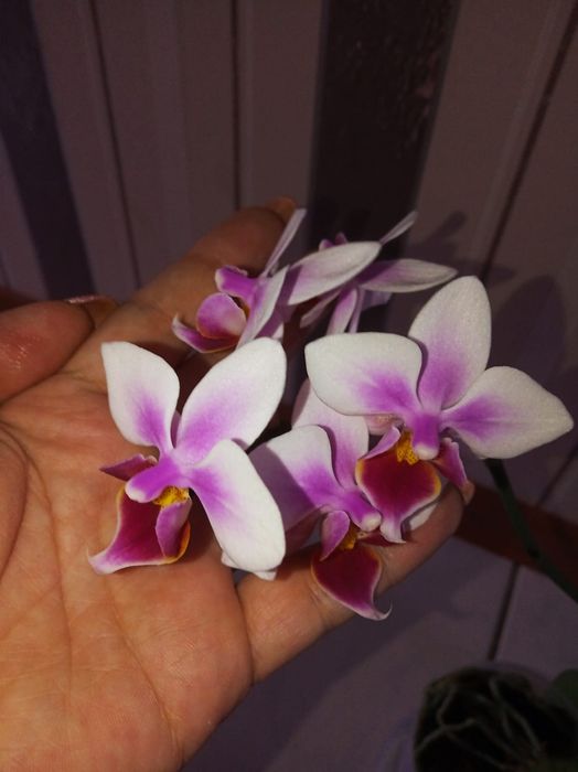 Продам домашние орхидеи