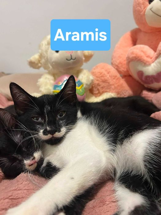 5 pui de pisica pentru adopție