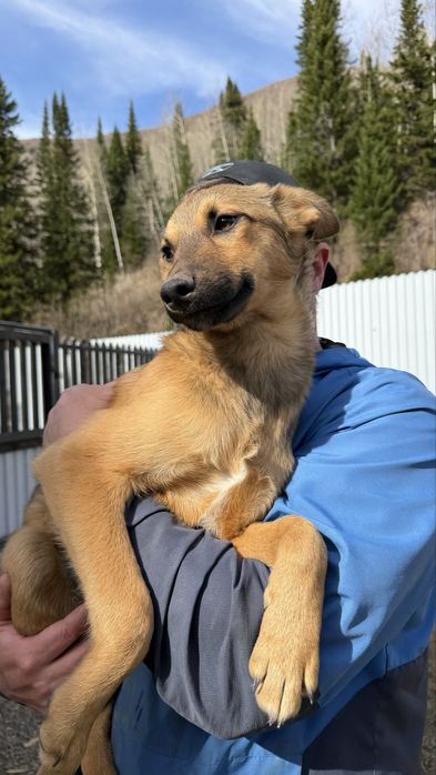 Отдадим щенка только в добрые руки