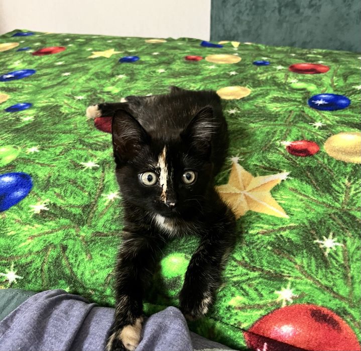 ВЫКИНУЛИ котенка!