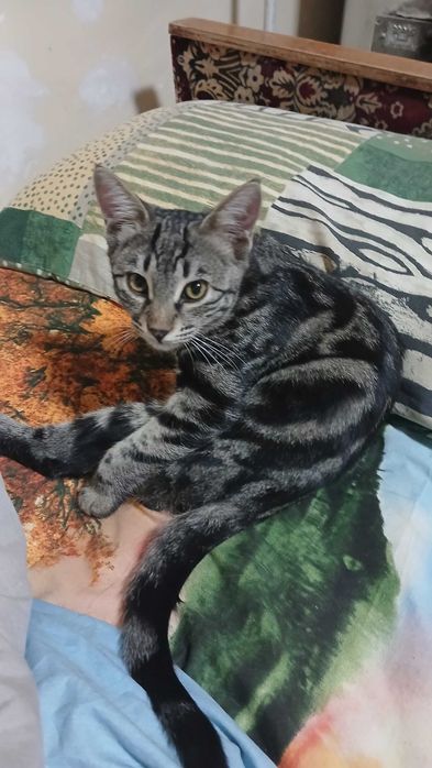 Кот пол года,бенгальский окрас.