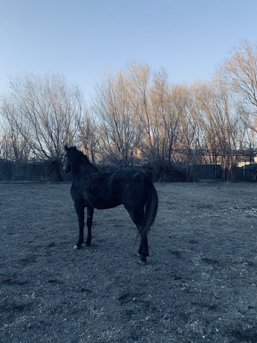 Айғыр сатылады міңгі