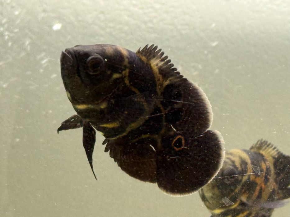 Продам остронотусов