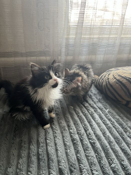 Отдам котят в добрые руки!