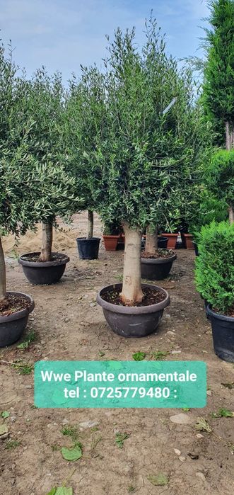 Tuia leylandii gard viu/ brazii argintii/verzi  Tuia smarald 1m-4m Etc