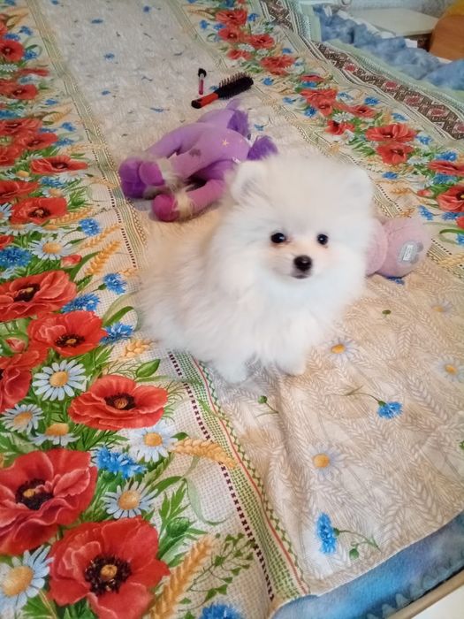 Померанский шпиц