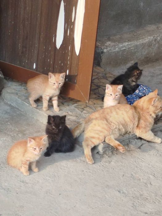 Отдам котят в хорошие руки