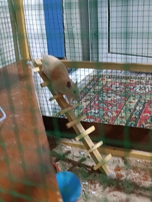 Hamyak  srochna sotiladi