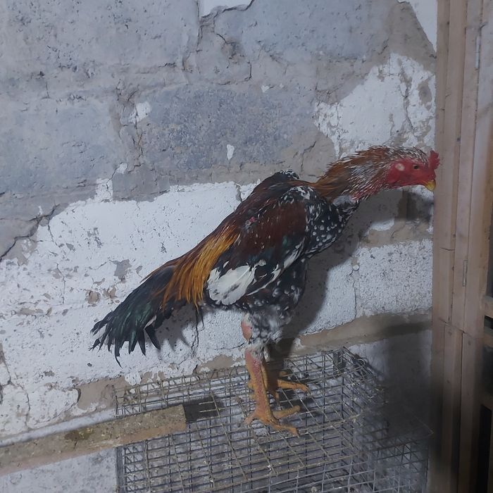 Корейц  китай   4.5 кг