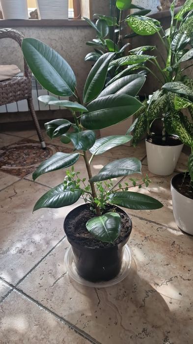 Цветы комнатные,  комнатные растения