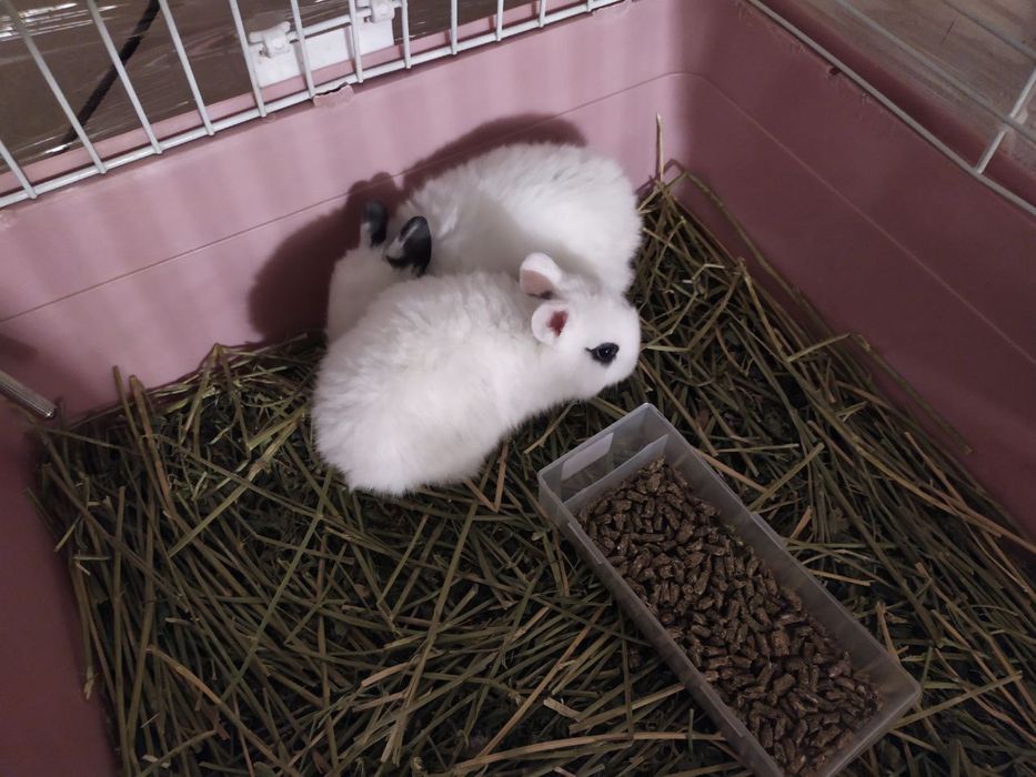 dekarativni  karlik quyonlar 300somdan