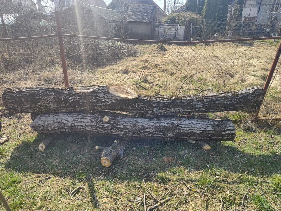 Trei bucăți de trunchi de nuc de vanzare