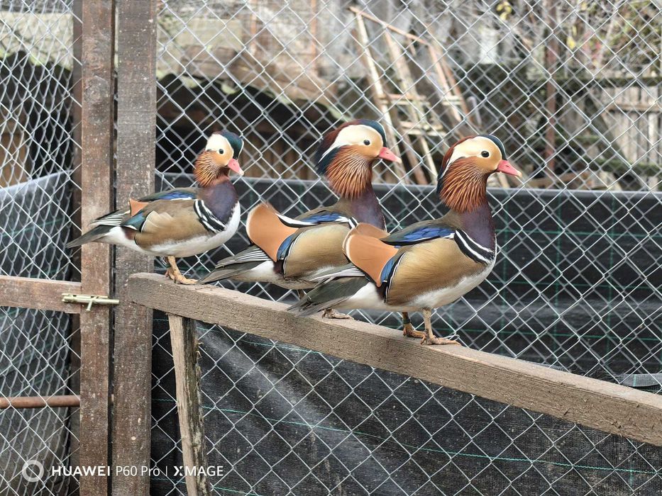 Rate ornament, mandarin, carolin, mandarine, caroline