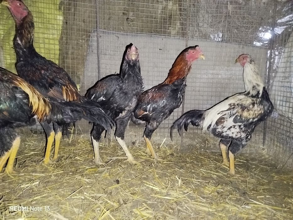 Kulangi xo'roz jujalar