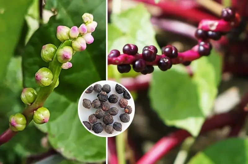 Spanac Malabar Rosu(+ 90 Seminte)